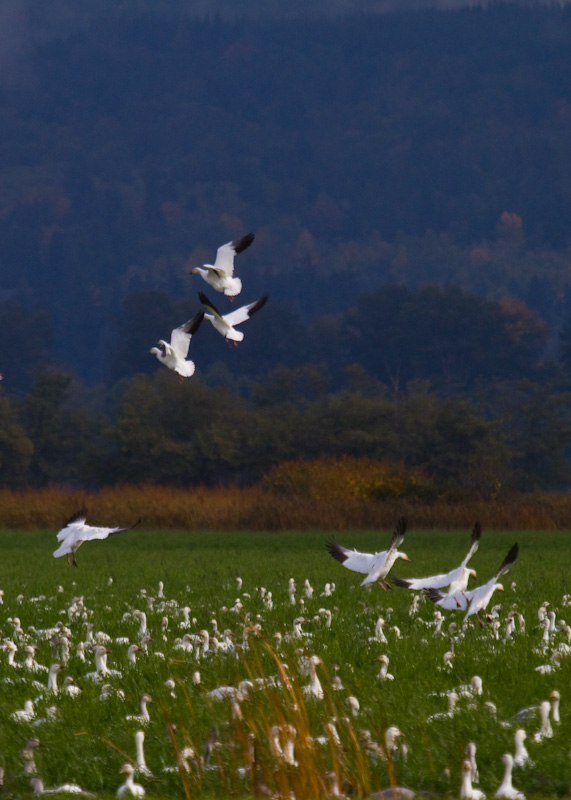 Snow Geese Landing In Field